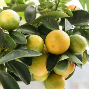 Calamansi Tree Live Plant, 4-5 Ft Tall Calamondin Citrus Fruit, 5 Gallon Pot, Outdoor - Image 6