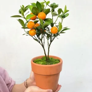 Calamansi Tree Live Plant, Sour Citrus, Tropical Fruit Plant, 5 Ft Tall, 5 Gallon Pot, Outdoor - Image 4