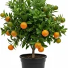 Calamansi Tree Live Plant, Sour Citrus, Tropical Fruit Plant, 5 Ft Tall, 5 Gallon Pot, Outdoor - Image 1