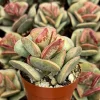Calico Hearts Adromischus Triflorus Live Succulent Plant 3 inch Pot Indoor - Image 1