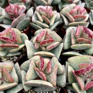 Calico Hearts Adromischus Triflorus Live Succulent Plant 3 inch Pot Indoor - Image 2