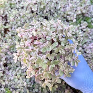 Callisia Repens Pink Panther Live Plant - Turtle Vine Houseplant - Image 2