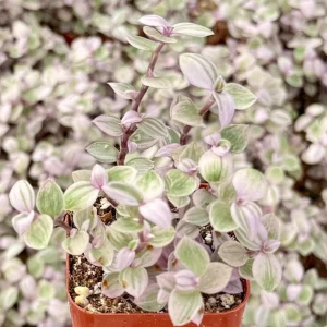 Callisia Repens Pink Panther Live Plant - Turtle Vine Houseplant - Image 4