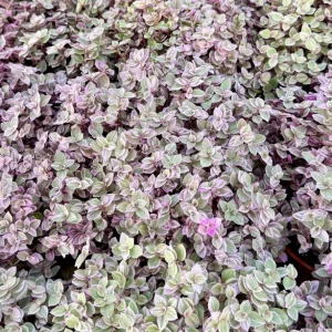 Callisia Repens Pink Panther Live Plant - Turtle Vine Houseplant - Image 5