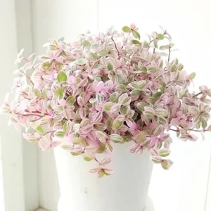 Callisia Repens Pink Turtle Vine Live Plant – 4 Inch Pot – Full Rooted – Indoor/Outdoor - Image 2