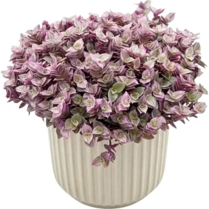 Callisia Repens Pink Turtle Vine Live Plant - 4 Inch Pot, Easy Care Houseplant - Image 2