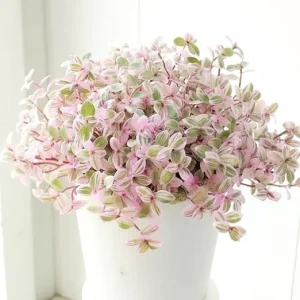 Callisia Repens Pink Turtle Vine Live Plant – 4 Inch Pot – Full Rooted – Indoor/Outdoor - Image 5