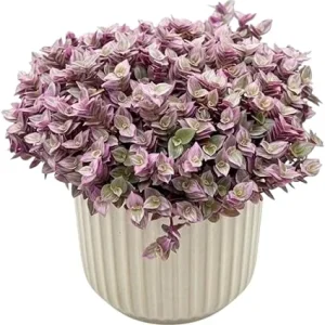 Callisia Repens Pink Turtle Vine Live Plant - 4 Inch Pot, Easy Care Houseplant - Image 5