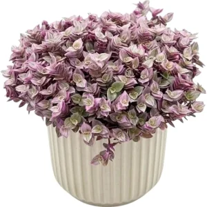 Callisia Repens Pink Turtle Vine Live Plant - 4 Inch Pot, Easy Care Houseplant - Image 7