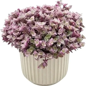 Callisia Repens Pink Turtle Vine Live Plant - 4 Inch Pot, Easy Care Houseplant - Image 1