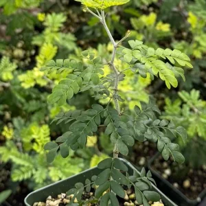 Camel Thorn Tree Live Plant - Acacia Erioloba - 4 inch pot - Outdoor Desert Tree - Image 2
