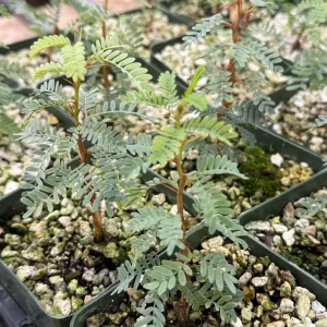 Camel Thorn Tree Live Plant - Acacia Erioloba - 4 inch pot - Outdoor Desert Tree - Image 3
