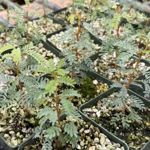 Camel Thorn Tree Live Plant - Acacia Erioloba - 4 inch pot - Outdoor Desert Tree - Image 4