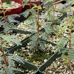 Camel Thorn Tree Live Plant - Acacia Erioloba - 4 inch pot - Outdoor Desert Tree - Image 5