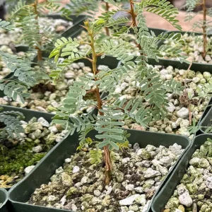 Camel Thorn Tree Live Plant - Acacia Erioloba - 4 inch pot - Outdoor Desert Tree - Image 6