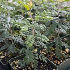 Camel Thorn Tree Live Plant - Acacia Erioloba - 4 inch pot - Outdoor Desert Tree - Image 7