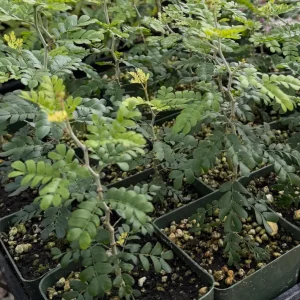 Camel Thorn Tree Live Plant - Acacia Erioloba - 4 inch pot - Outdoor Desert Tree - Image 8