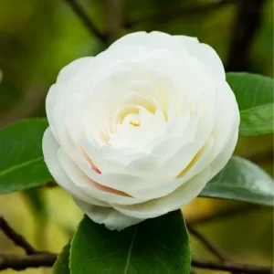 Camellia Live Plant - White Flowering Shrub, Well-Rooted, Zones 7-10 - Image 3