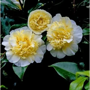 Camellia Live Plant - White Flowering Shrub, Well-Rooted, Zones 7-10 - Image 4