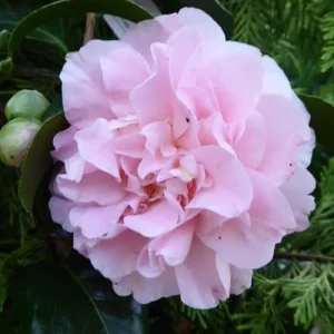 Camellia Live Plant - White Flowering Shrub, Well-Rooted, Zones 7-10 - Image 6