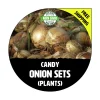 Candy Sweet Onion Sets - Yellow/White Bulbs, 40-70 Plants, Non-GMO for Garden - Image 1