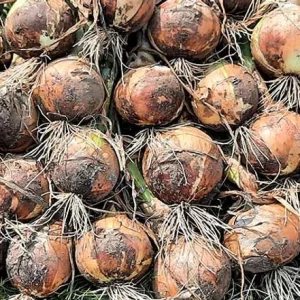 Candy Sweet Onion Sets - Yellow/White Bulbs, 40-70 Plants, Non-GMO for Garden - Image 2