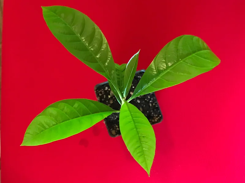 Canistel Yellow Sapote Egg Fruit Tree – Pouteria Campechiana Live Plant – 7-12 inch Starter - Image 2