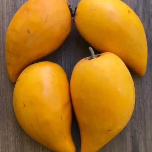 Canistel Yellow Sapote Egg Fruit Tree – Pouteria Campechiana Live Plant – 7-12 inch Starter - Image 3