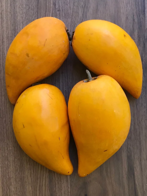 Canistel Yellow Sapote Egg Fruit Tree – Pouteria Campechiana Live Plant – 7-12 inch Starter - Image 3