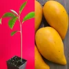 Canistel Yellow Sapote Egg Fruit Tree – Pouteria Campechiana Live Plant – 7-12 inch Starter - Image 1