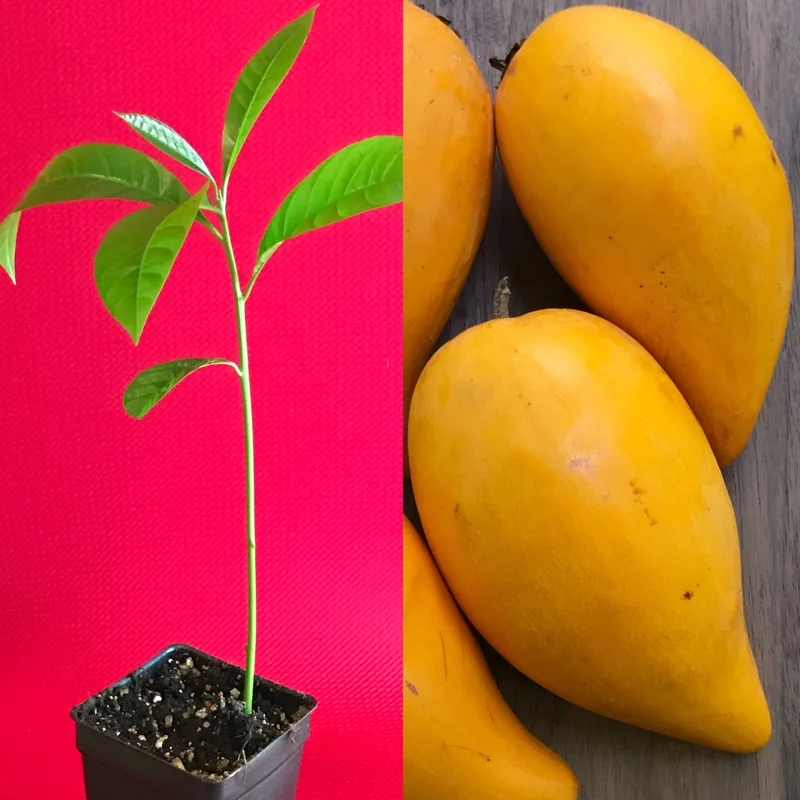 Canistel Yellow Sapote Egg Fruit Tree – Pouteria Campechiana Live Plant – 7-12 inch Starter - Image 1