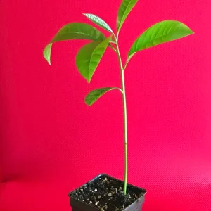Canistel Yellow Sapote Egg Fruit Tree – Pouteria Campechiana Live Plant – 7-12 inch Starter - Image 4