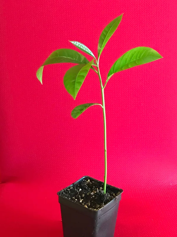 Canistel Yellow Sapote Egg Fruit Tree – Pouteria Campechiana Live Plant – 7-12 inch Starter - Image 4