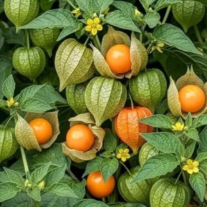 Cape Gooseberry Live Plant - 4
