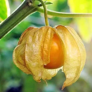 Cape Gooseberry Live Plant - Sweet Golden Berry Fruit, 7-10