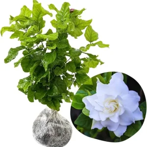 Cape Jasmine Live Plant - 2 Pack, 5-7 Inch Tall, Fragrant Gardenia - Image 4