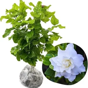 Cape Jasmine Live Plant - 2 Pack, 5-7 Inch Tall, Fragrant Gardenia - Image 5