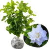 Cape Jasmine Live Plant - 2 Pack, 5-7 Inch Tall, Fragrant Gardenia - Image 1