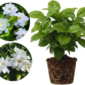 Cape Jasmine Live Plants - 2 Pack, Fragrant Gardenia, Frostproof, 5-7'' Tall, Outdoor - Image 3