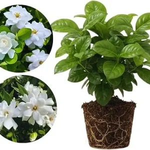 Cape Jasmine Live Plants - 2 Pack, Fragrant Gardenia, Frostproof, 5-7'' Tall, Outdoor - Image 7