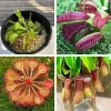 Carnivorous Plant Mix: 3 Live Green & Red Fly Trap, Pitcher Plant Nepenthes, Starter Size - Image 1