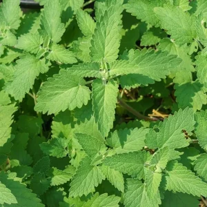 Catnip Live Plant – 3-Pack 3-6