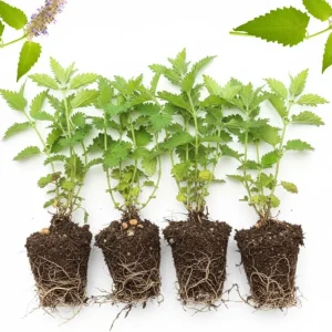 Catnip Live Plants 4-Pack, 4-6