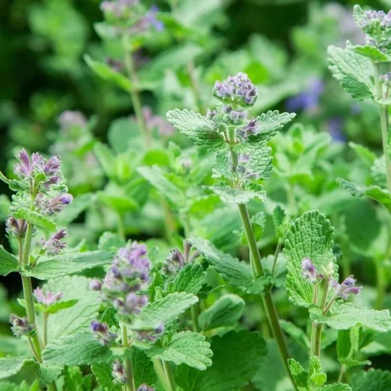 Catnip Live Plants 4-Pack, 4-6" Tall, Well-Rooted Starter Plants, Indoor/Outdoor - Image 4