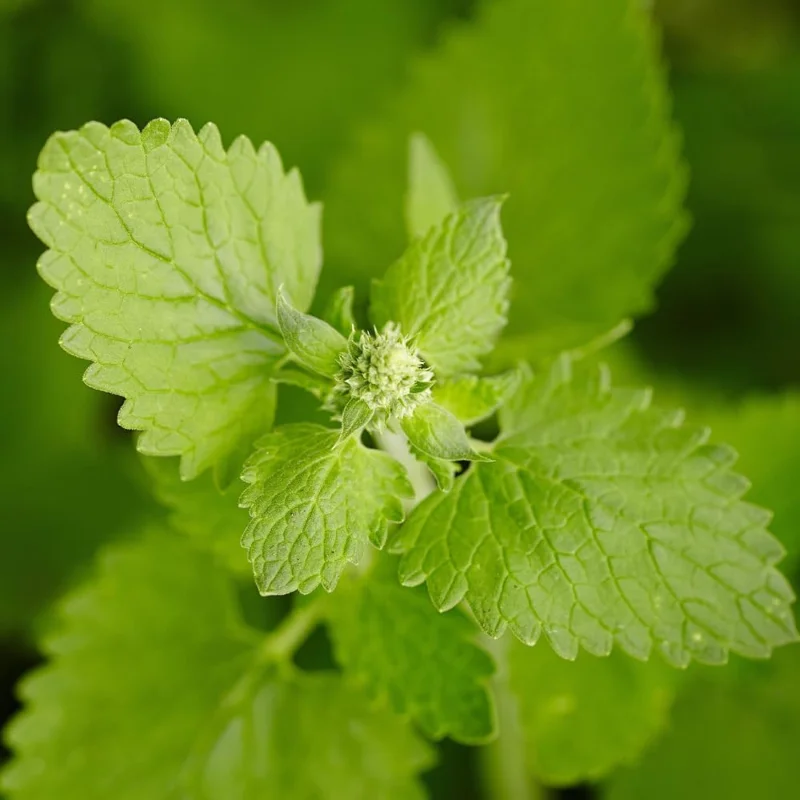 Catnip Live Plants 4-Pack, 4-6" Tall, Well-Rooted Starter Plants, Indoor/Outdoor - Image 9