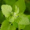 Catnip Live Plants - Pack of 3 - 4-7" Tall - Mint Herb for Indoor/Outdoor Garden - Image 9