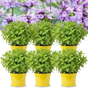 Catnip Mint Live Plants, Set of 4, 4-7