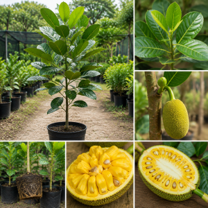 Jackfruit Tree Live Plant – 1 Year Old, 8-14" Tall Tropical Fruit Tree for Outdoor Planting