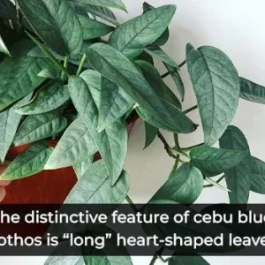 Cebu Blue Pothos Cuttings - Live Plant - Trailing Indoor Houseplant - Image 2
