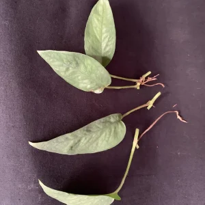 Cebu Blue Pothos Cuttings - Live Plant - Trailing Indoor Houseplant - Image 4